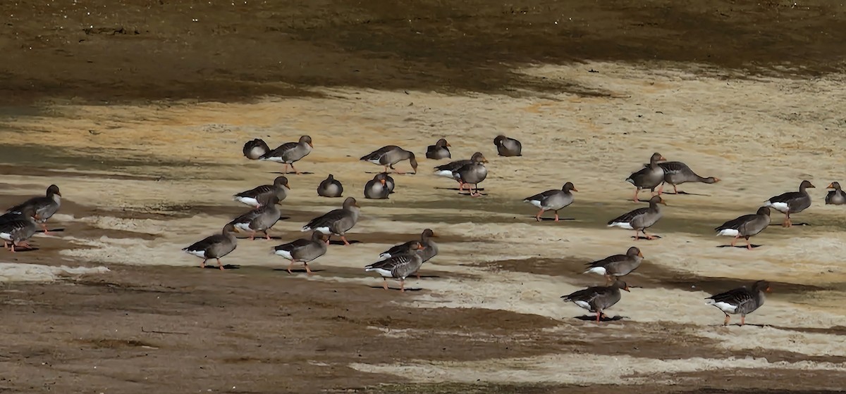 ハイイロガン - ML544743451