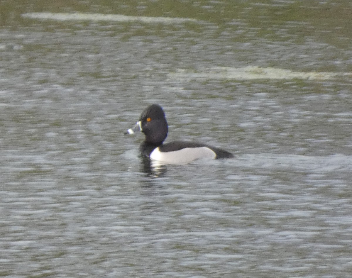 Ring-necked Duck - ML544743921