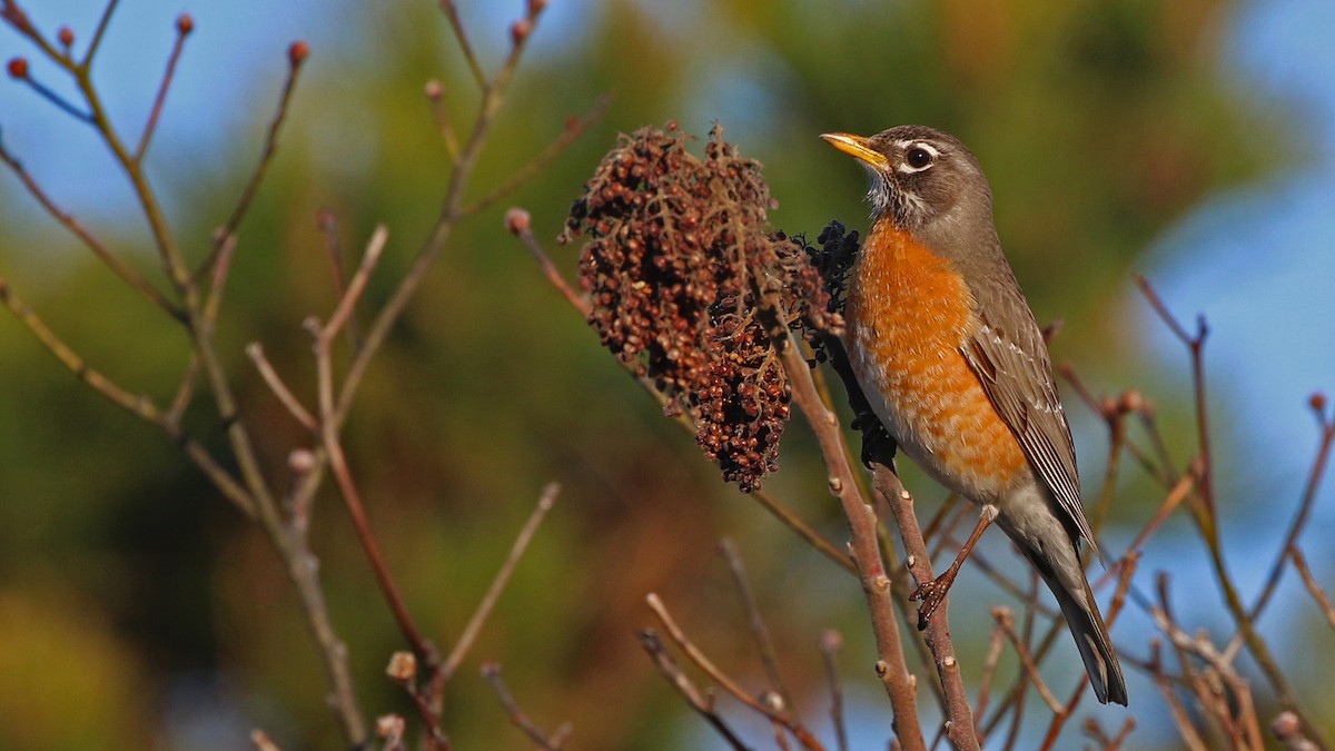 American Robin - ML54474501