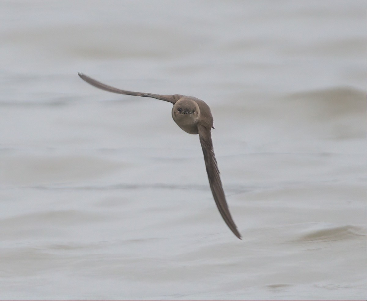 Northern Rough-winged Swallow - ML544745121