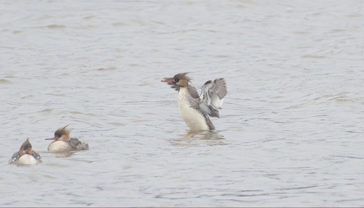 Red-breasted Merganser - ML544745231