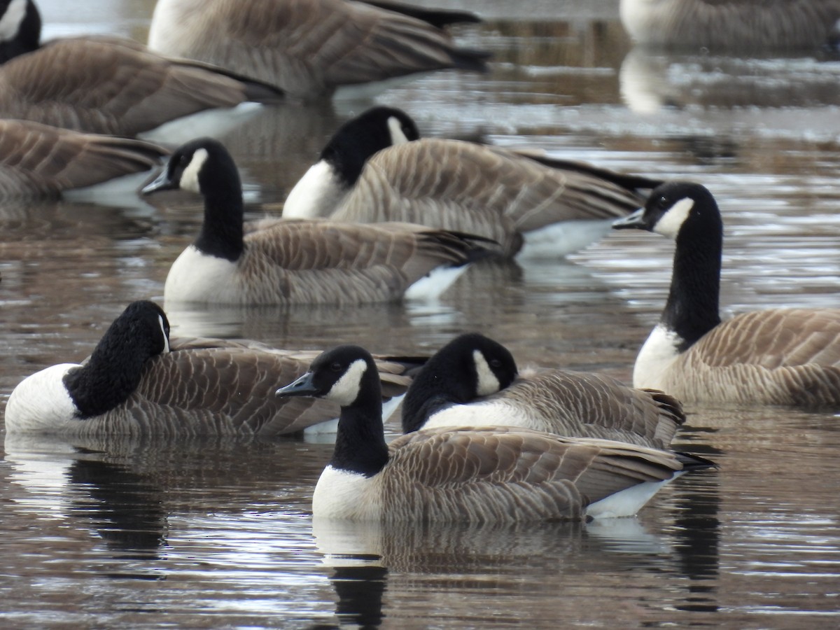 Canada Goose - ML544745441