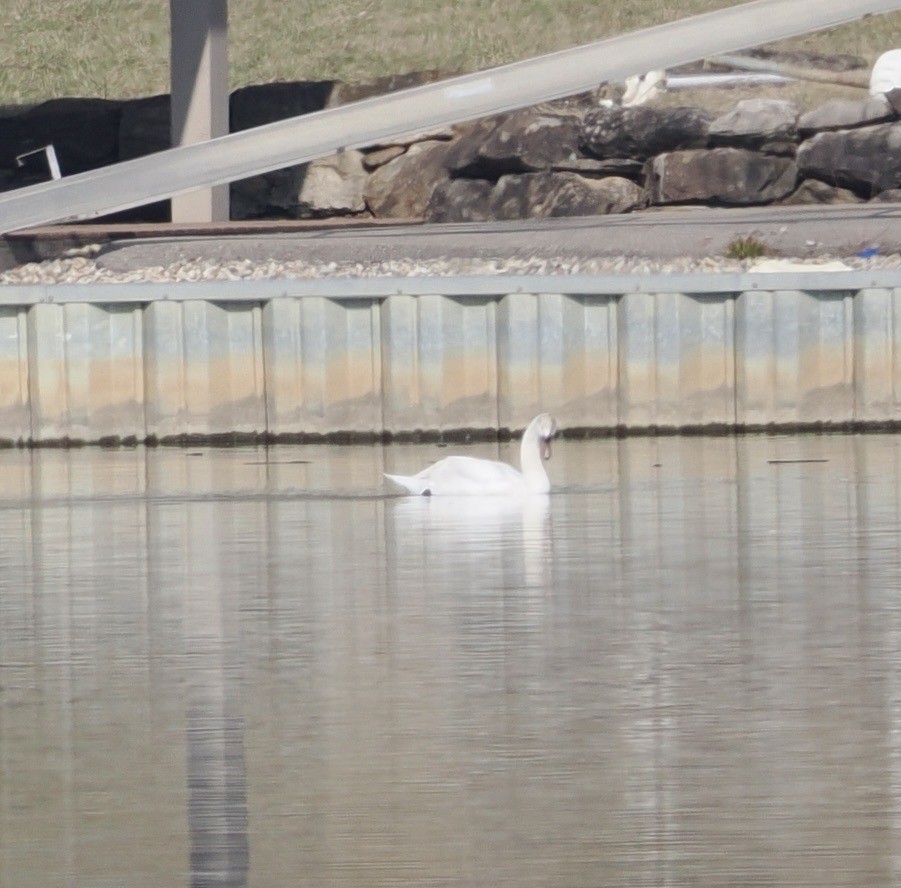 Mute Swan - ML544745971