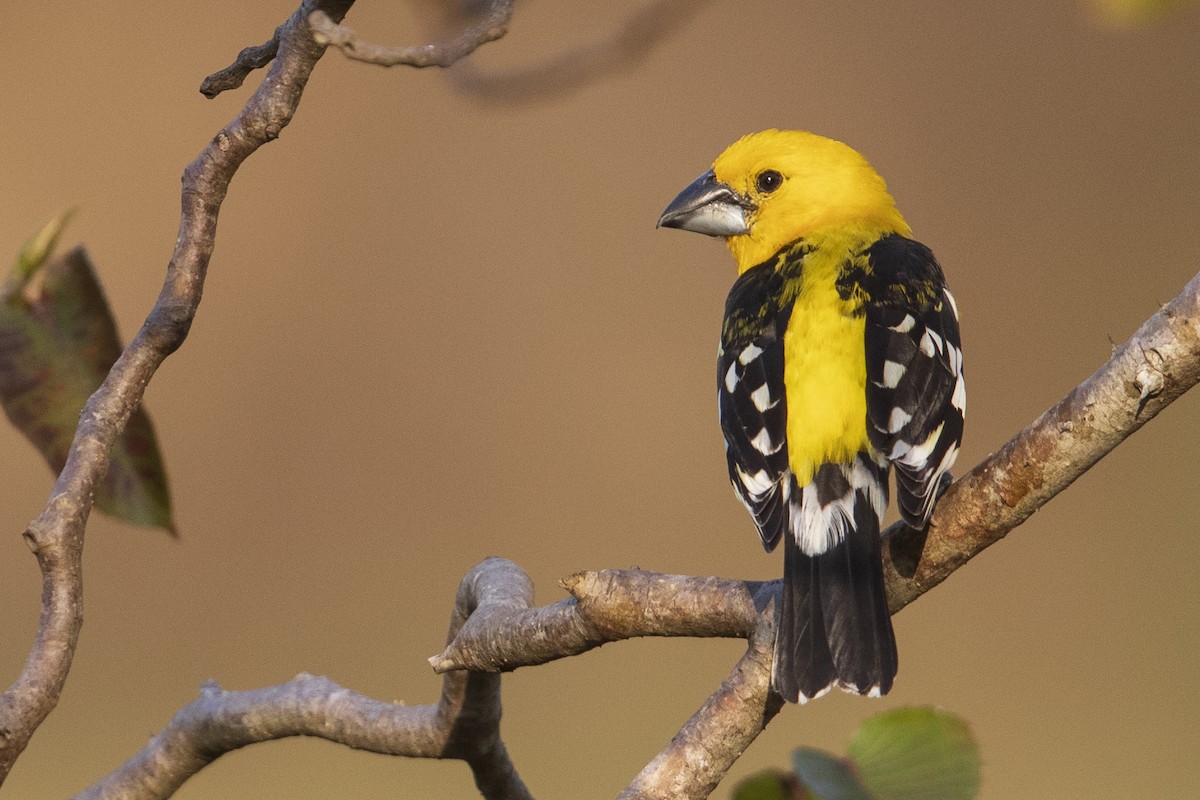 Yellow Grosbeak (Northern) - ML544746551