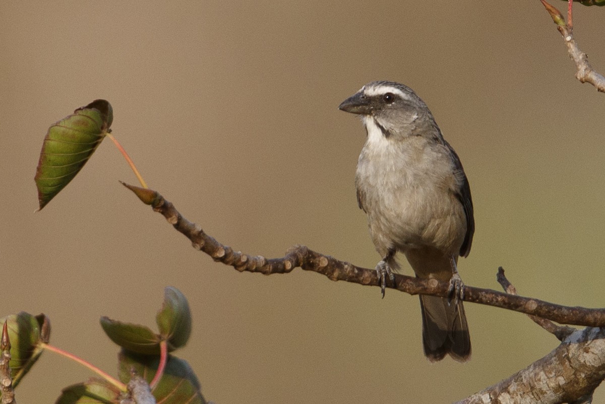 Cinnamon-bellied Saltator - Michael Stubblefield