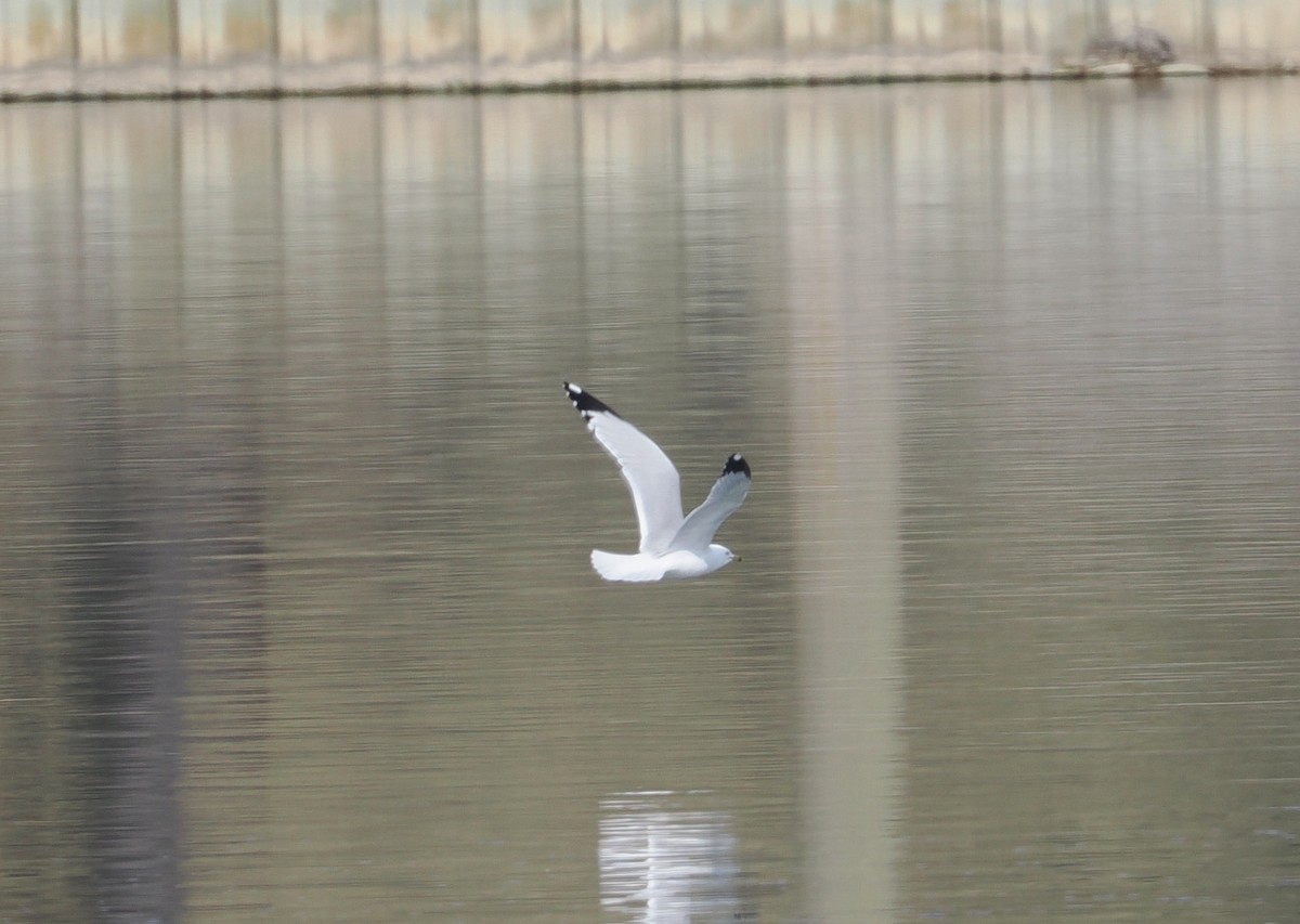 Ring-billed Gull - ML544746891