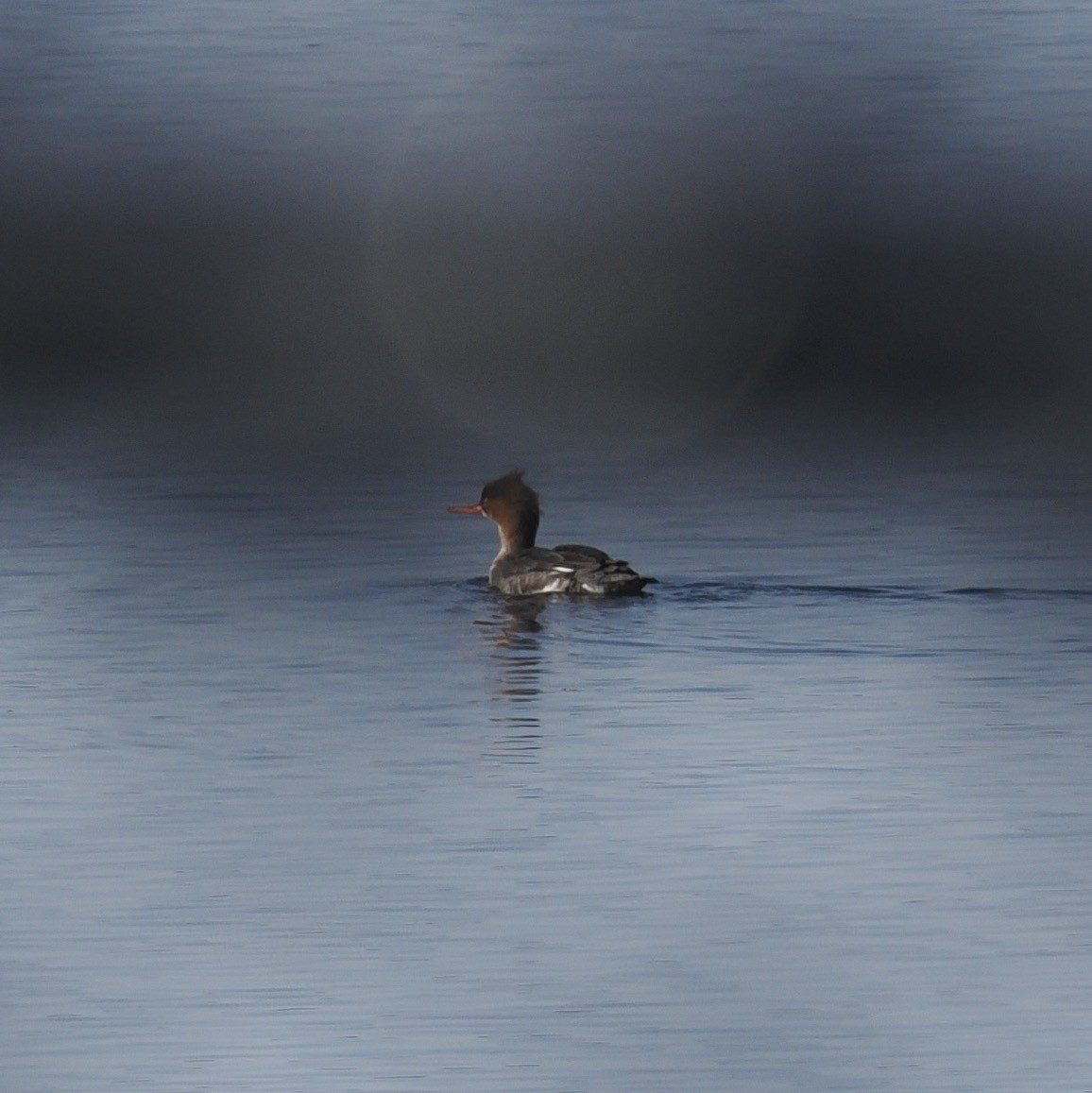 Common Merganser - Donna Paterson