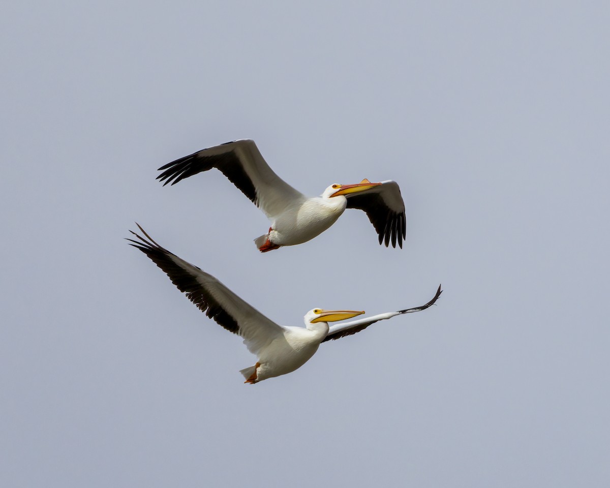 pelikán severoamerický - ML544747941