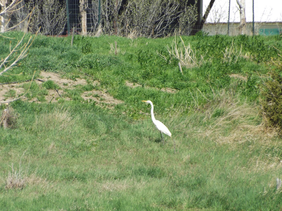 Great Egret - Carolyn Sevier