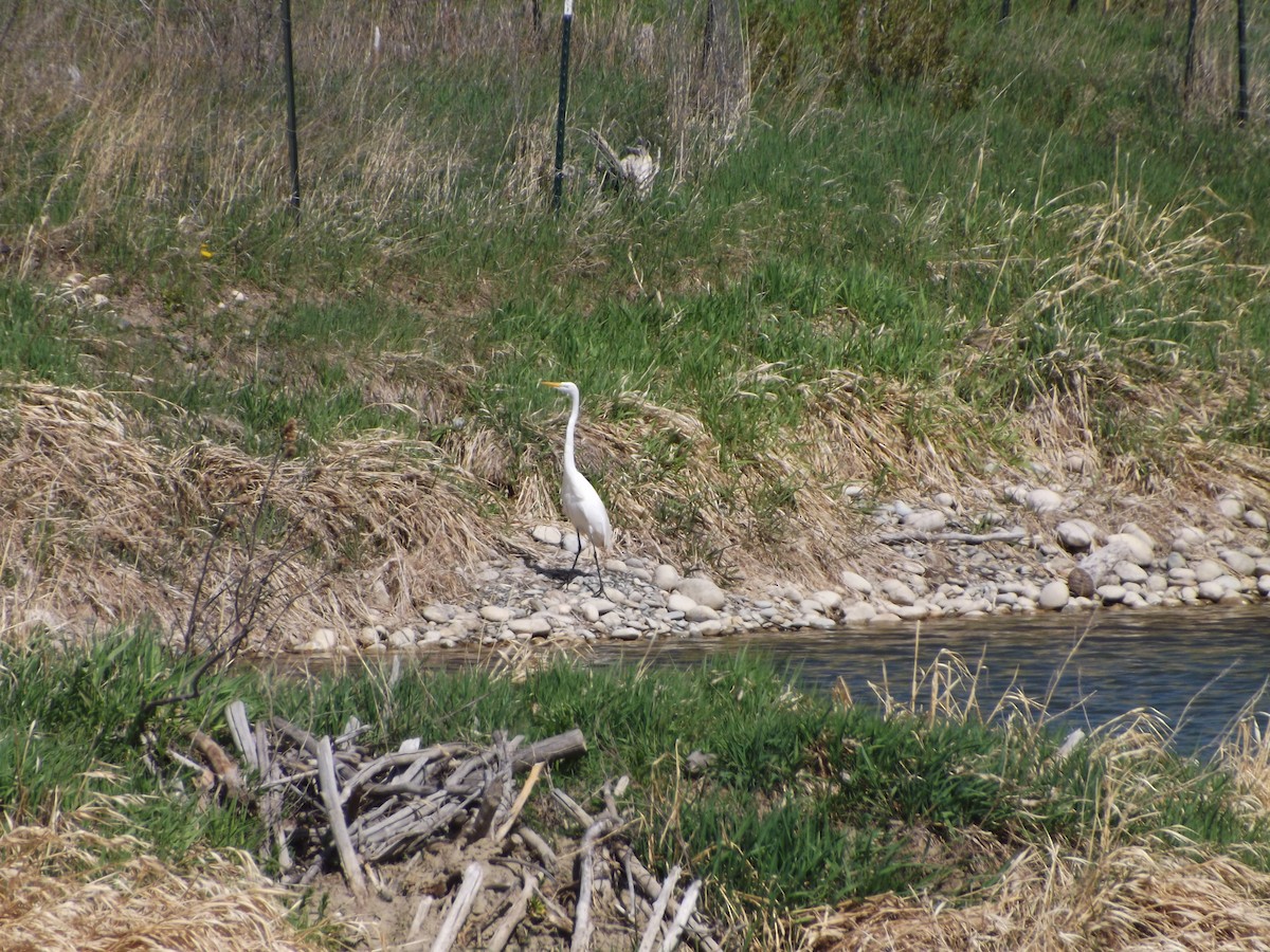 Great Egret - Carolyn Sevier