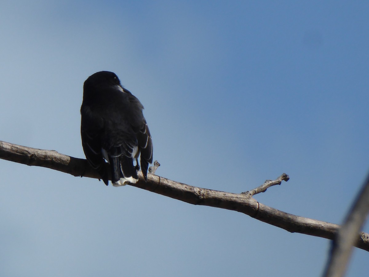 Eastern Kingbird - elwood bracey