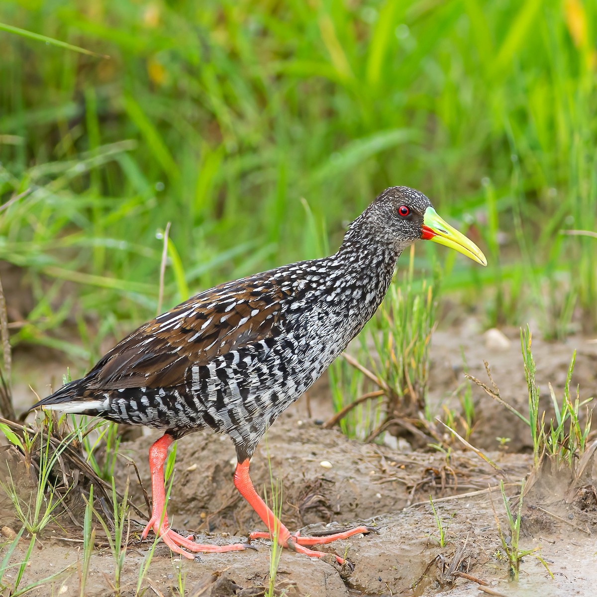 Spotted Rail - Rafael Gonçalves Moreira