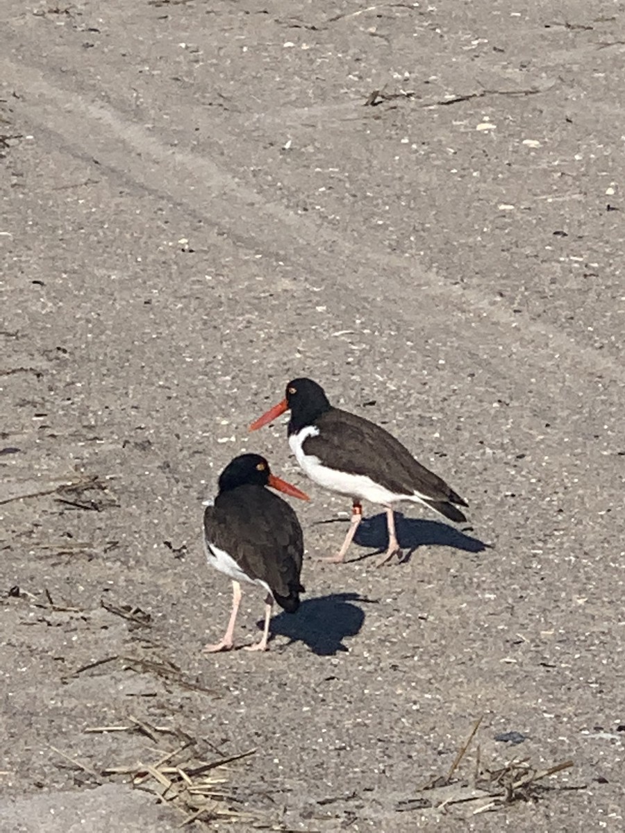 American Oystercatcher - ML544750561