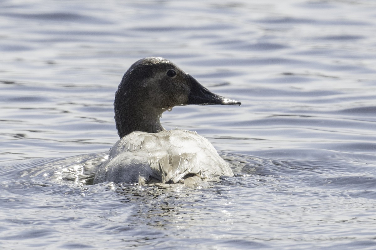 Canvasback - ML544750831