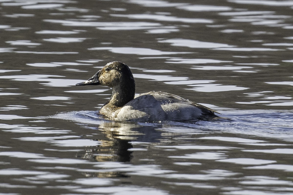 Canvasback - ML544750841