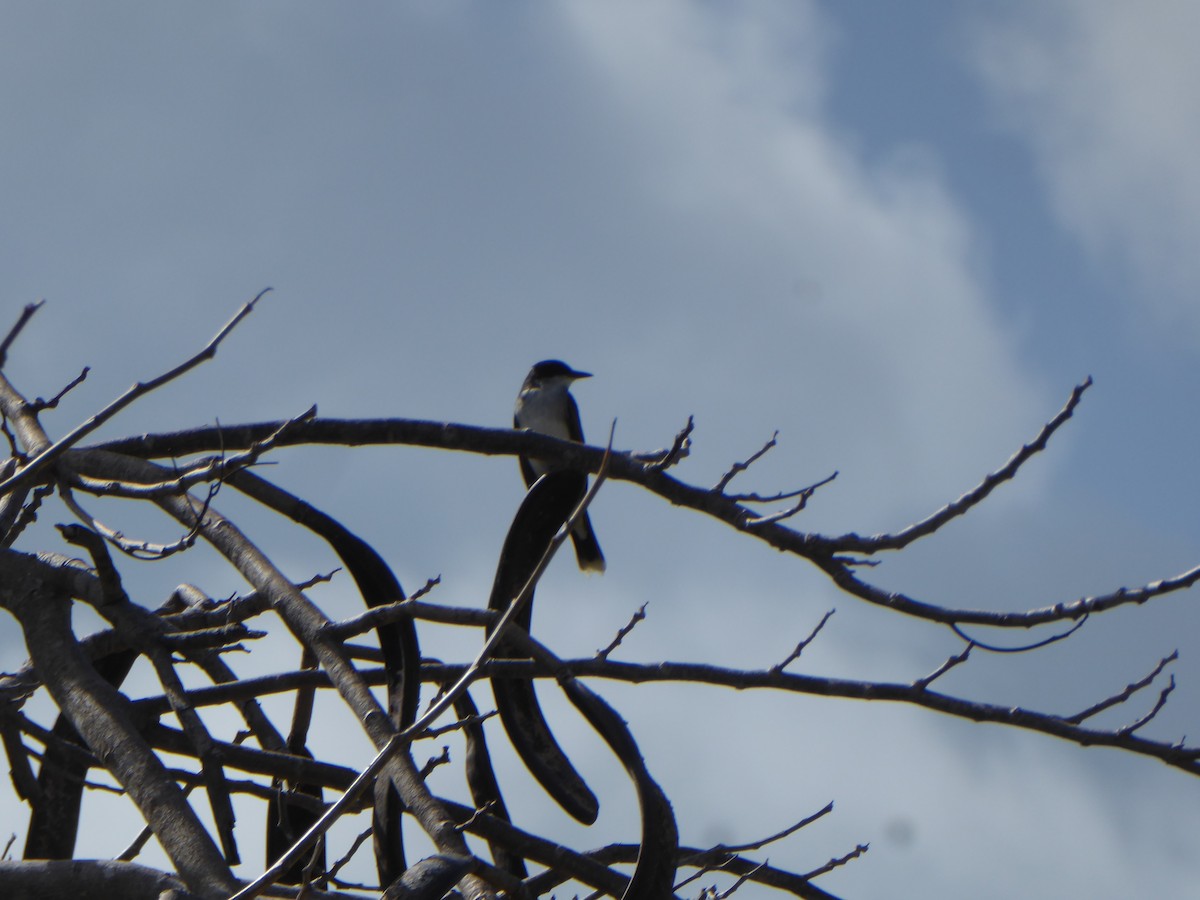 Eastern Kingbird - ML54475121