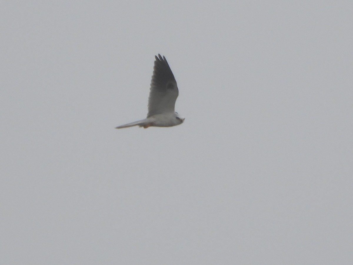 White-tailed Kite - ML544751461