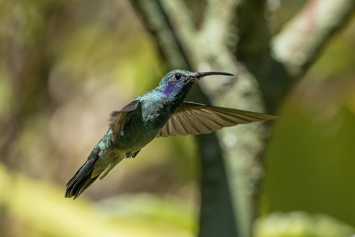 Lesser Violetear - ML544751471