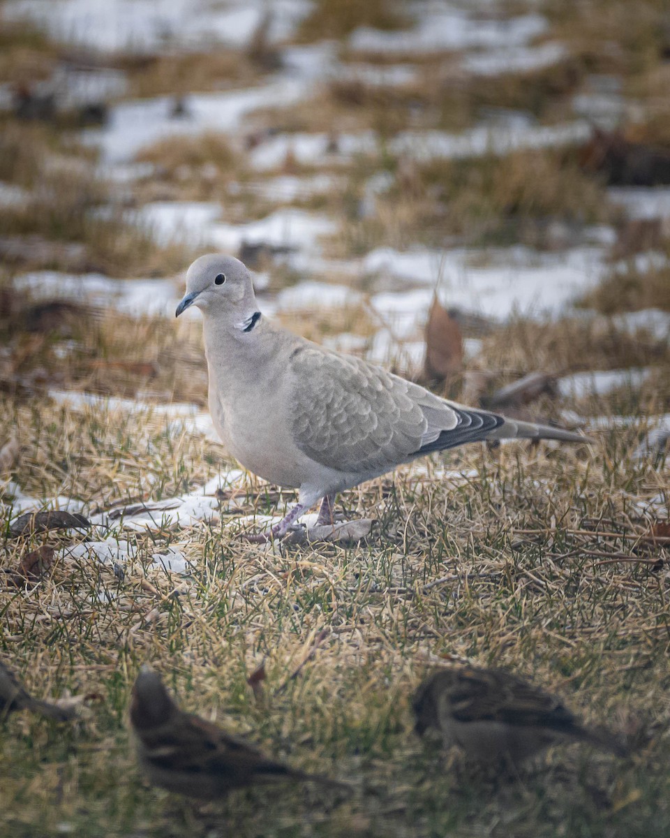 Eurasian Collared-Dove - John Reed