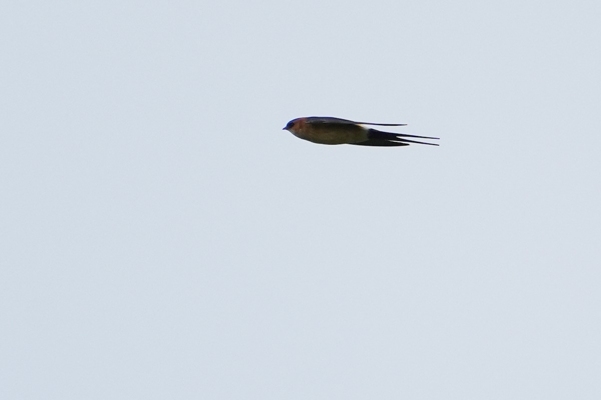 Red-rumped Swallow - ML544752431