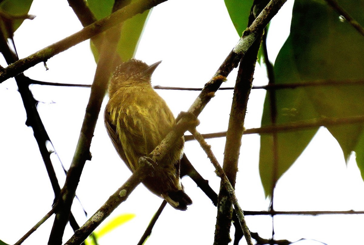 Olivaceous Piculet - ML544752481