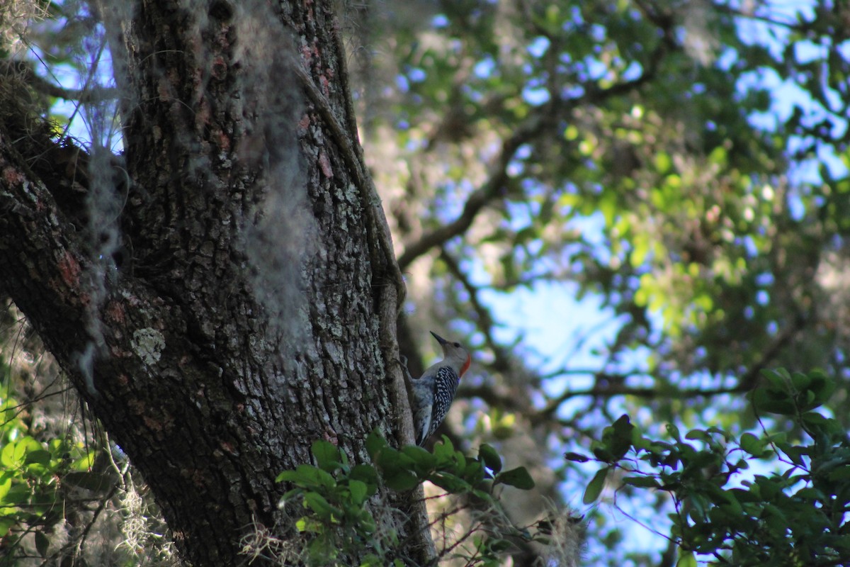 Red-bellied Woodpecker - ML544752811