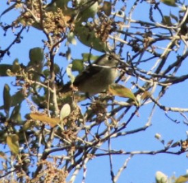 מלכילון אמריקני - ML544752961