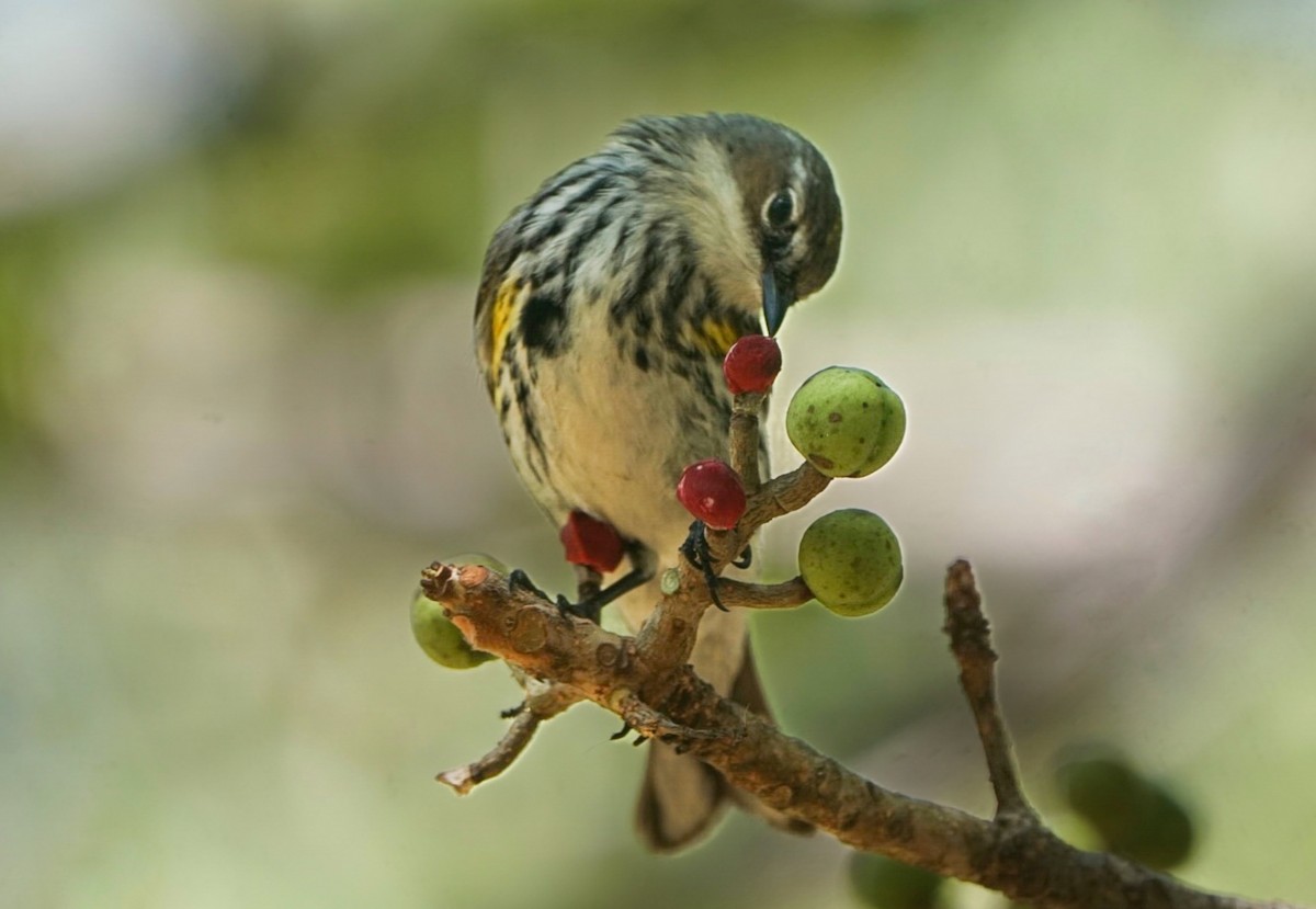 Yellow-rumped Warbler - ML544753131