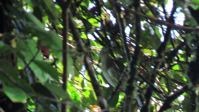 White Bellbird - ML544753151