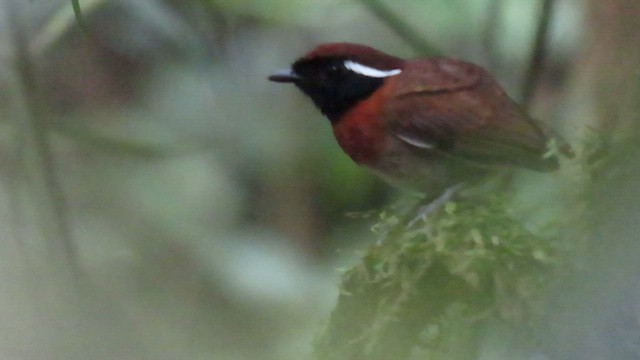 Chestnut-belted Gnateater - ML544753241