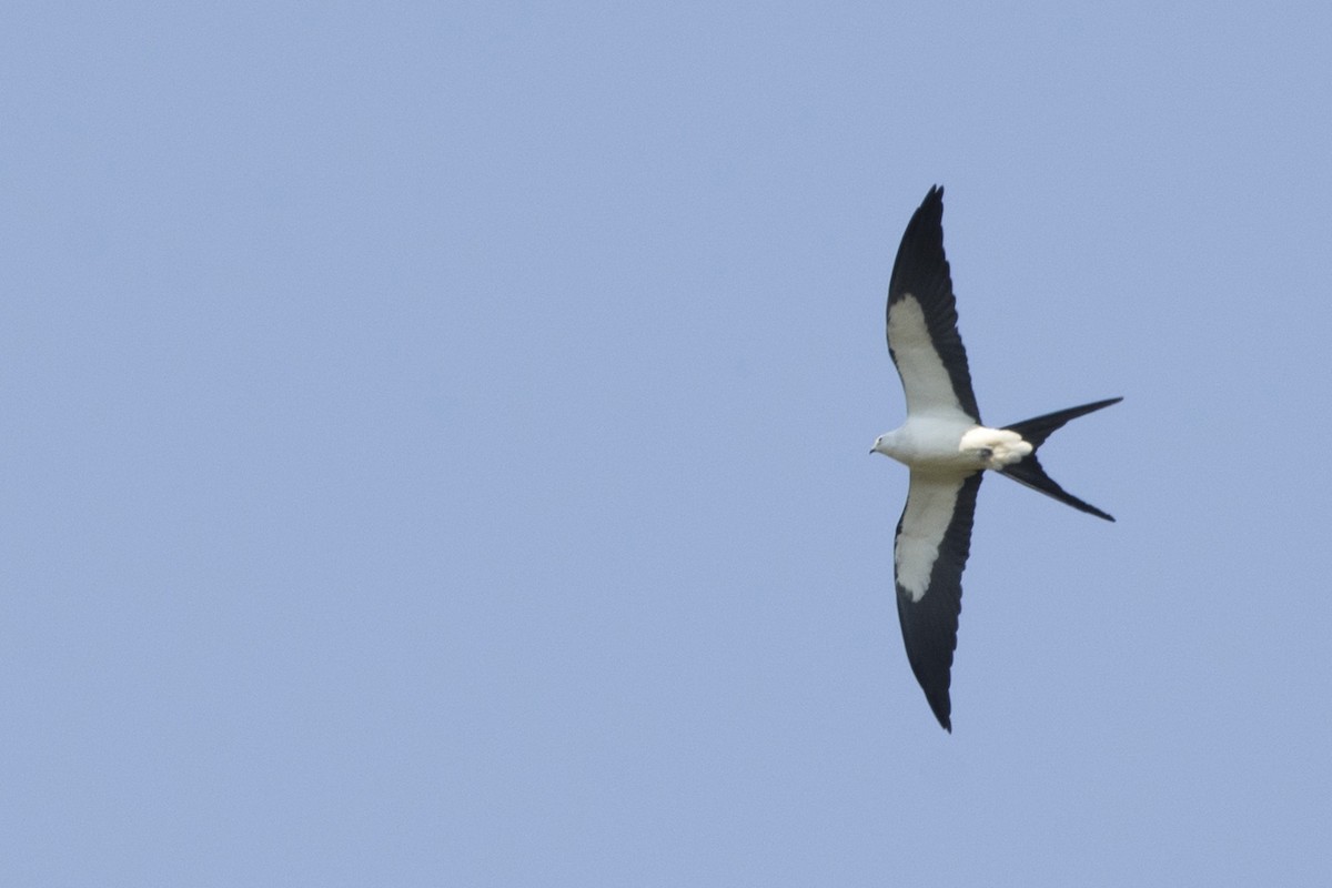 Swallow-tailed Kite - ML544753471