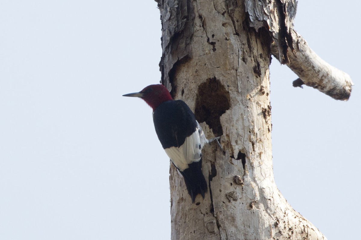 Red-headed Woodpecker - Michael Bowen