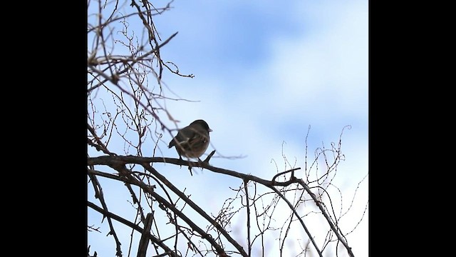 Junco Ojioscuro (cismontanus) - ML544754441