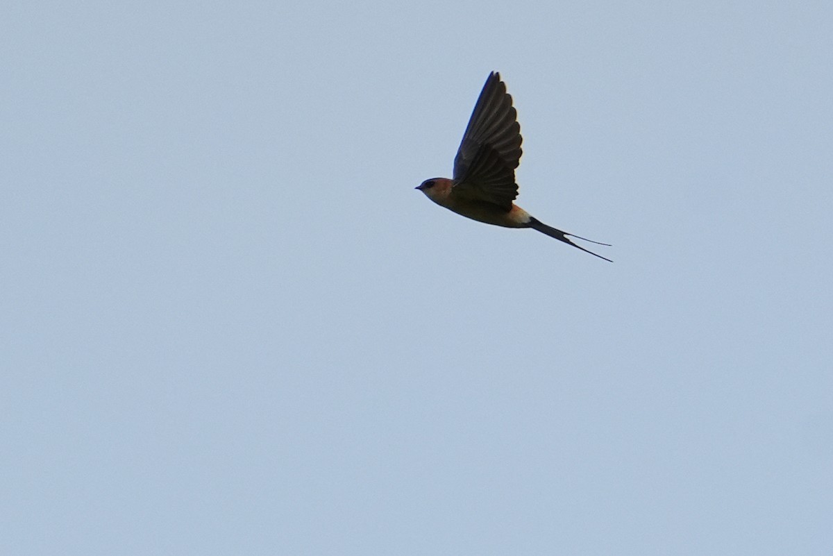 Red-rumped Swallow - ML544754511