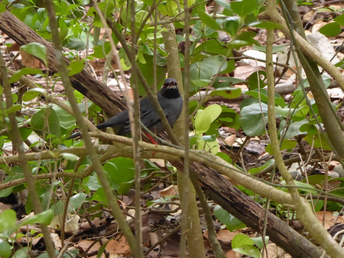 Red-legged Thrush - ML54475521