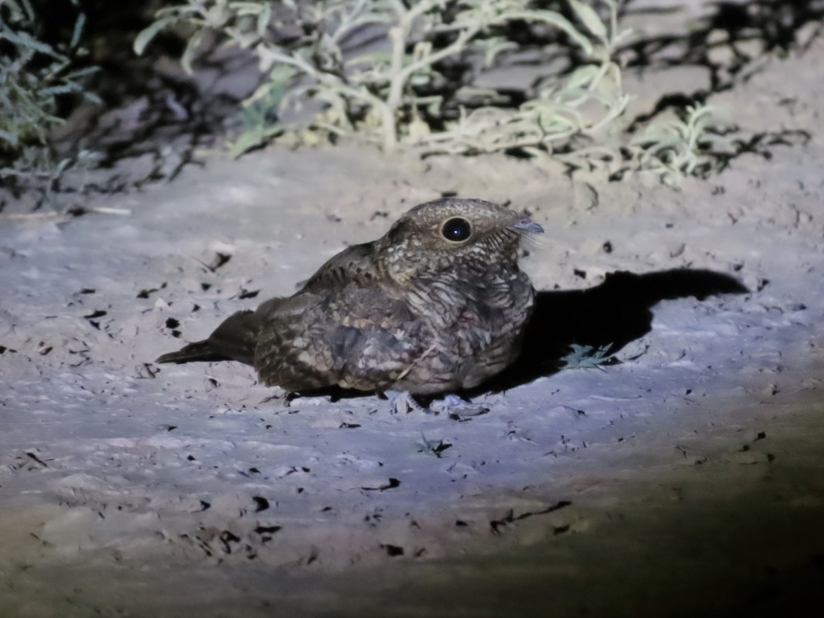 Scissor-tailed Nightjar - ML544757411