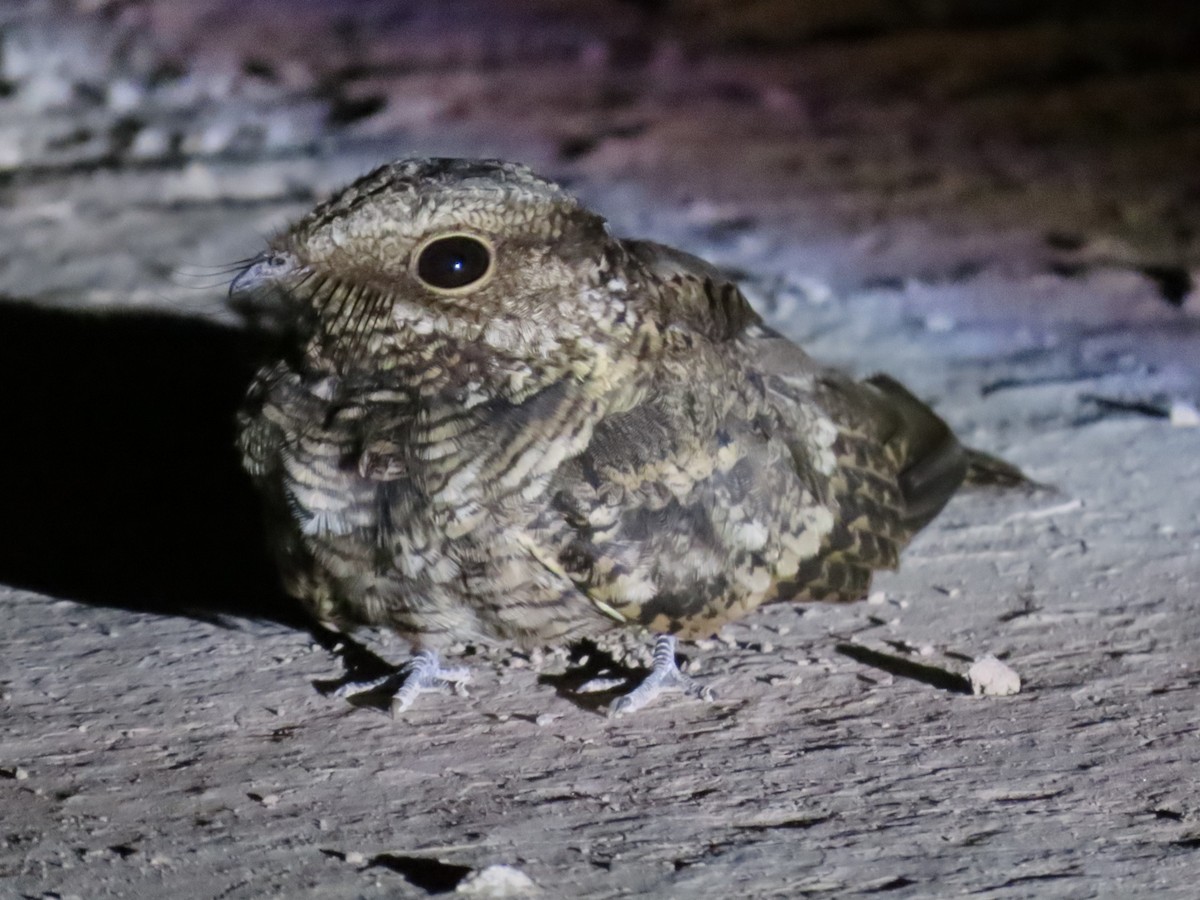 Scissor-tailed Nightjar - ML544757451