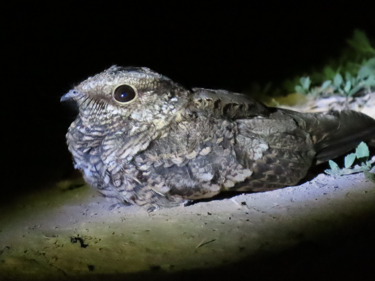 Scissor-tailed Nightjar - ML544757501