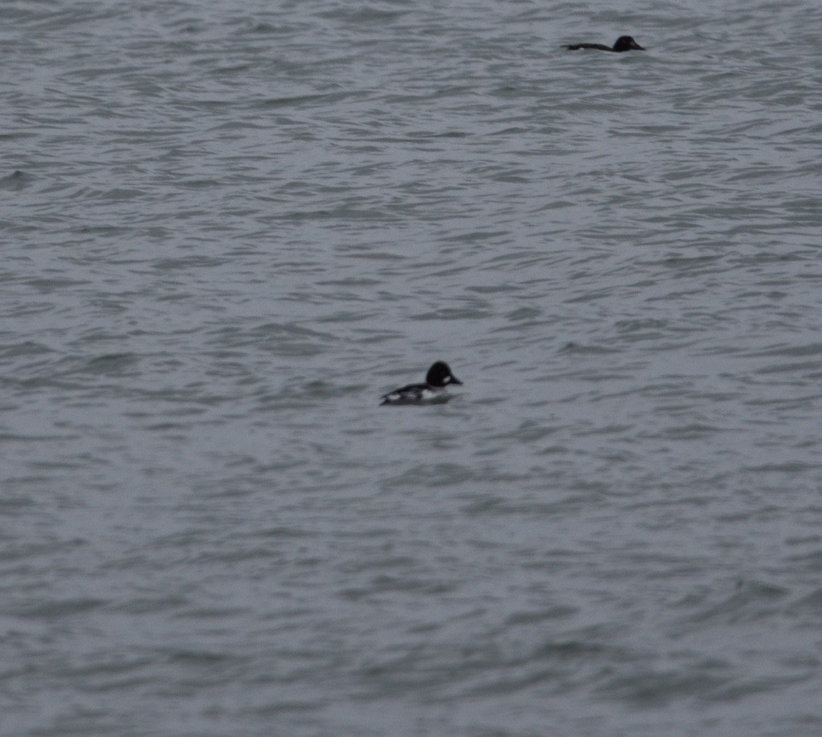 Common Goldeneye - ML544758871