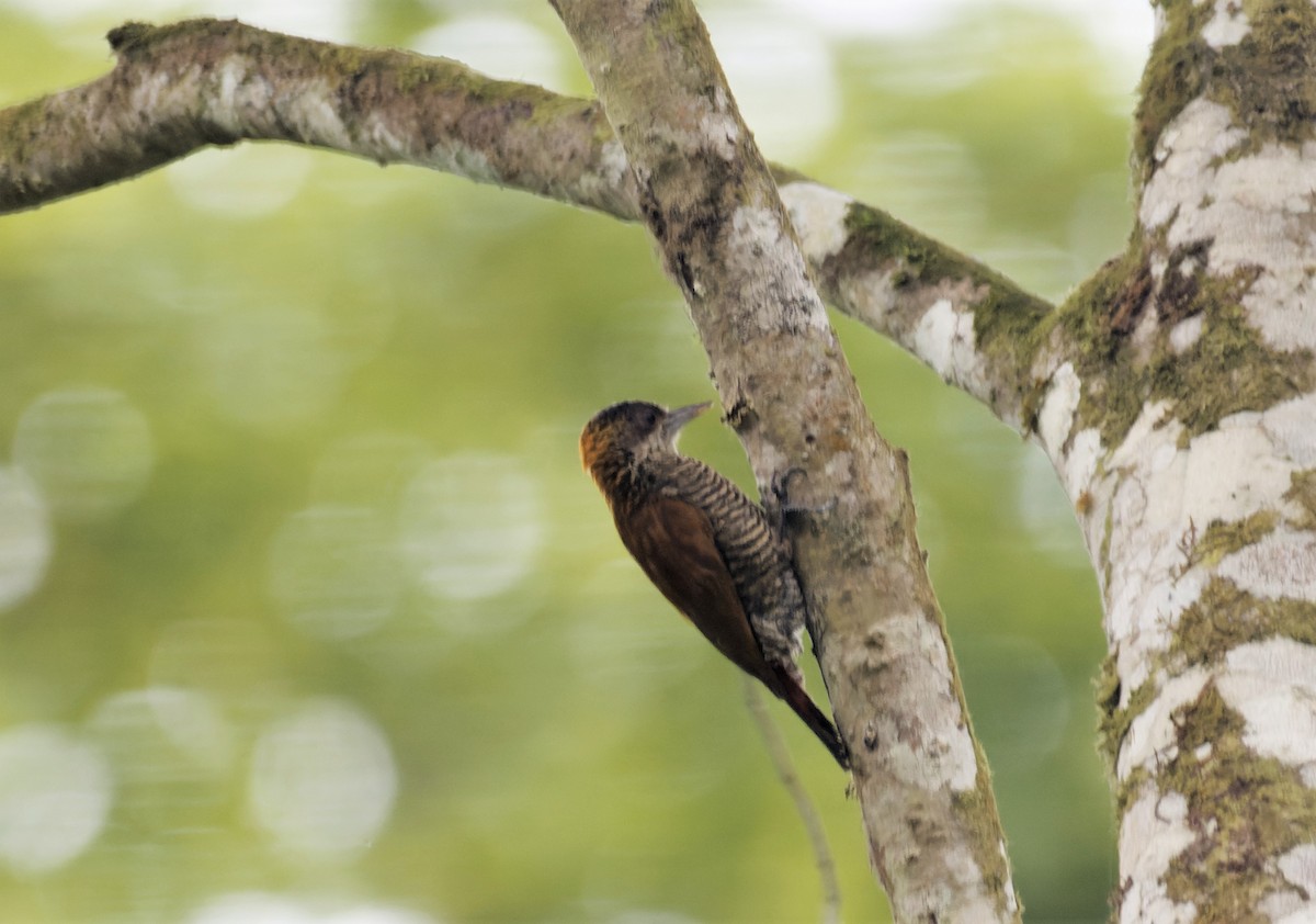 Red-rumped Woodpecker - ML544760201