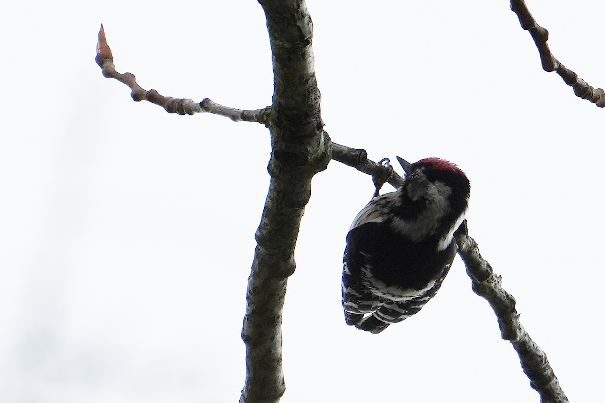 Lesser Spotted Woodpecker - ML544760541