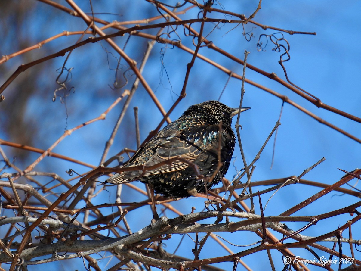 European Starling - ML544761651