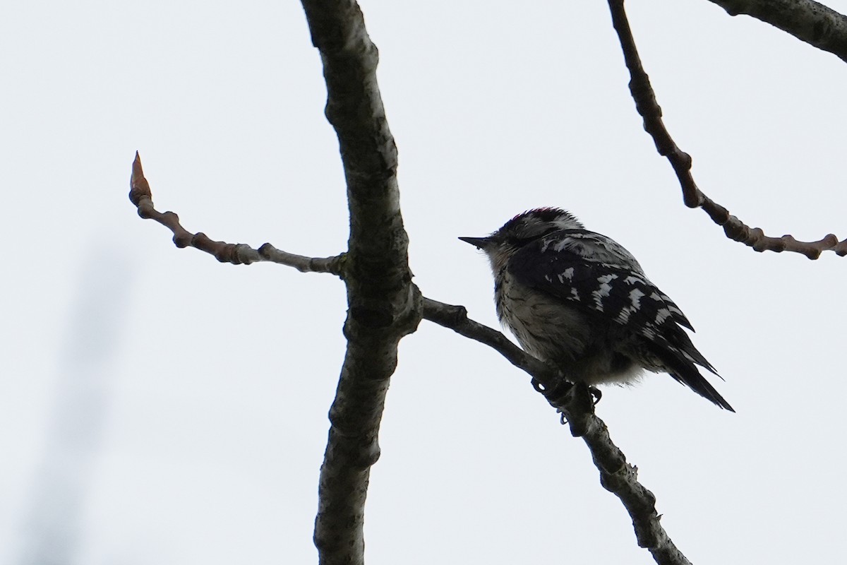 Lesser Spotted Woodpecker - ML544762001