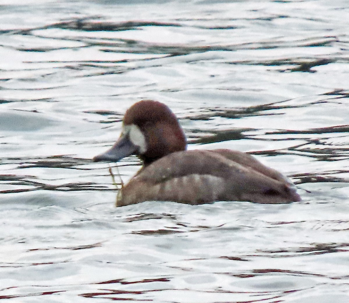 Greater Scaup - Jim Scott