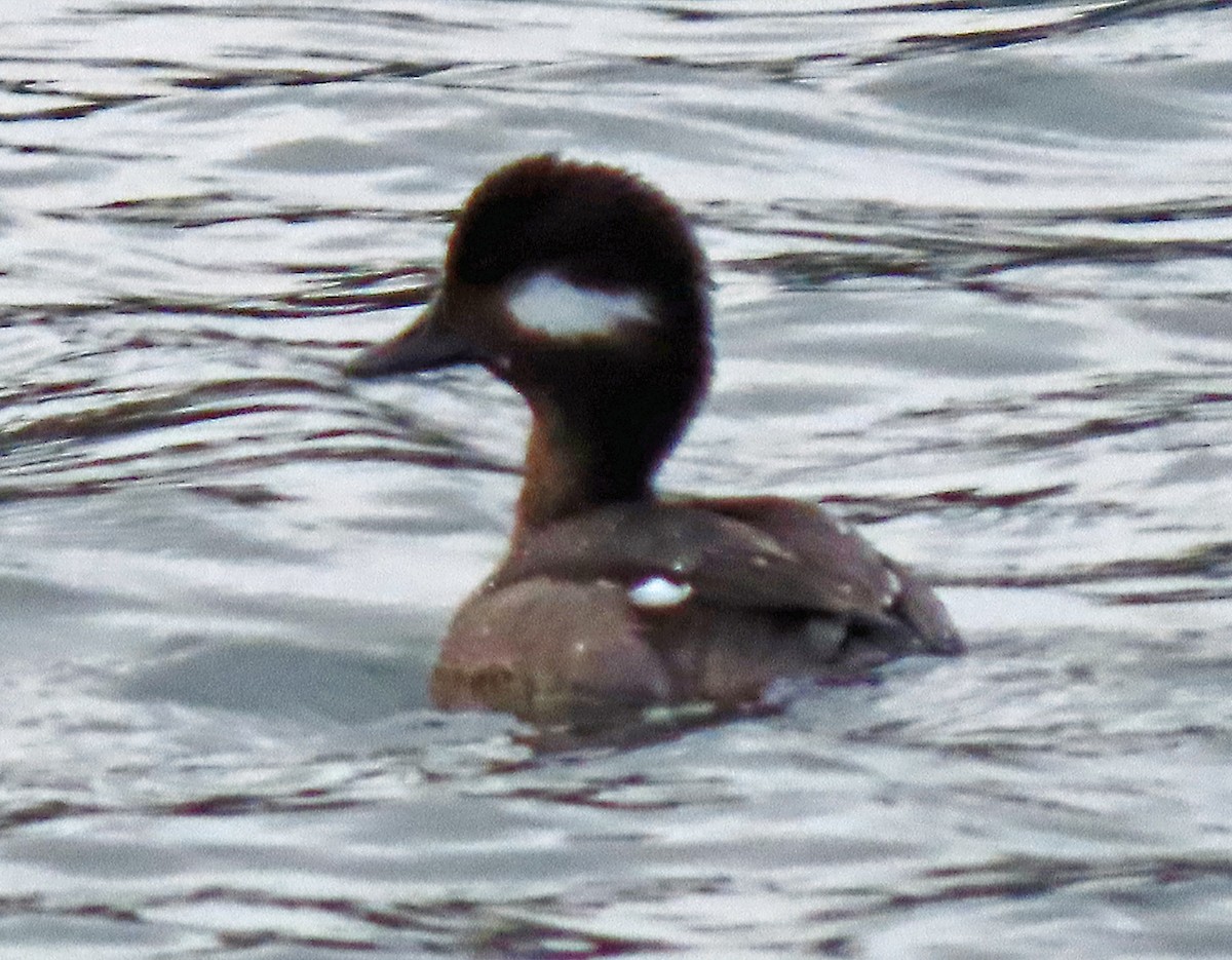 Bufflehead - ML544762141