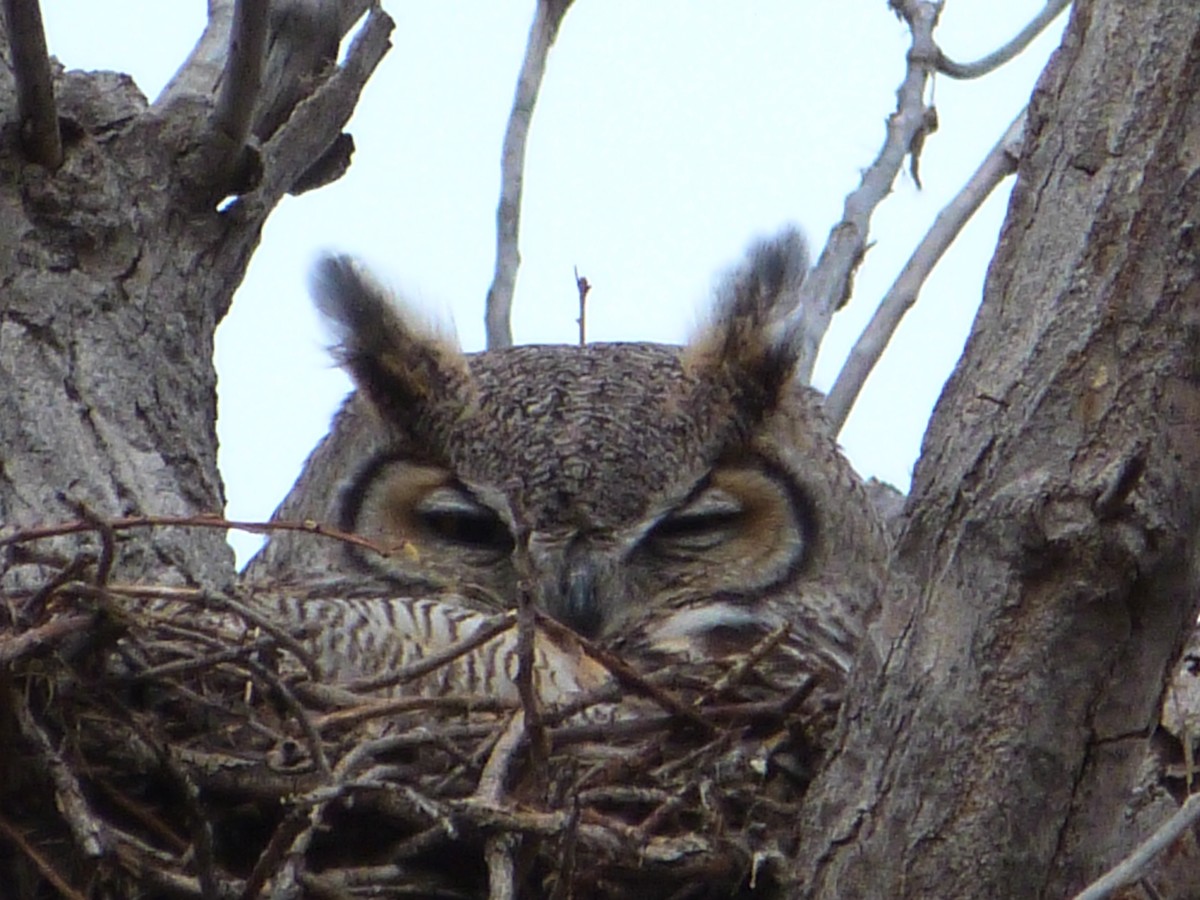 Great Horned Owl - ML544762391