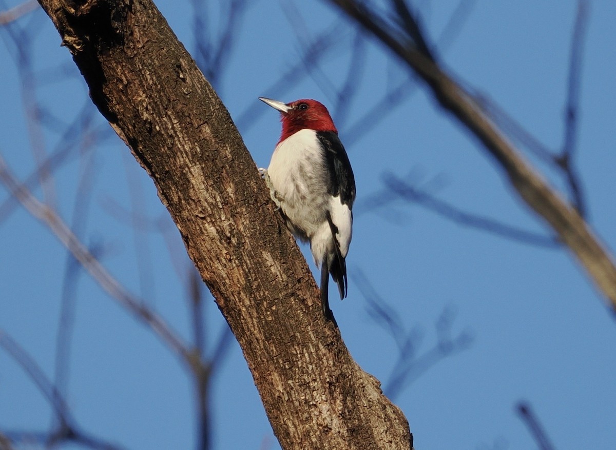 Pic à tête rouge - ML544764091