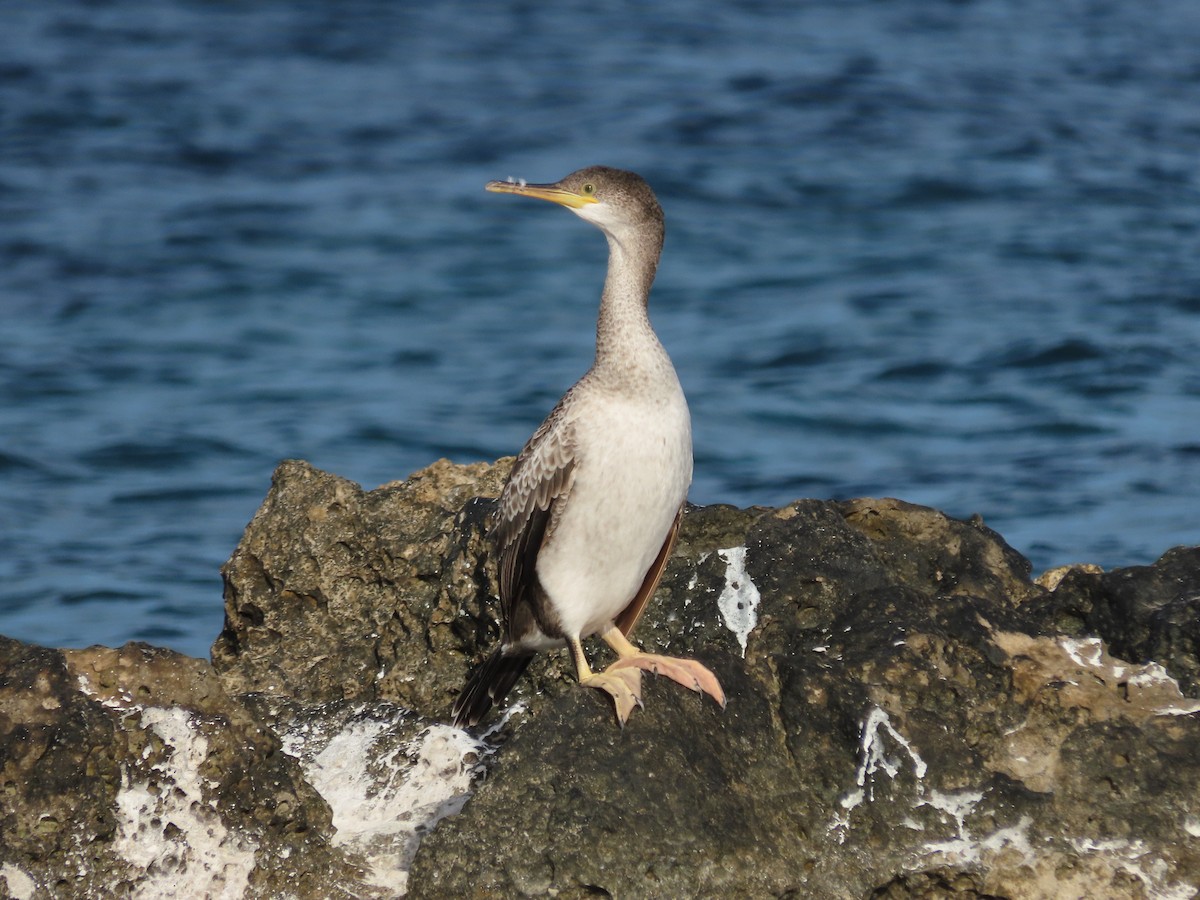 European Shag - Rosa González Alcalde