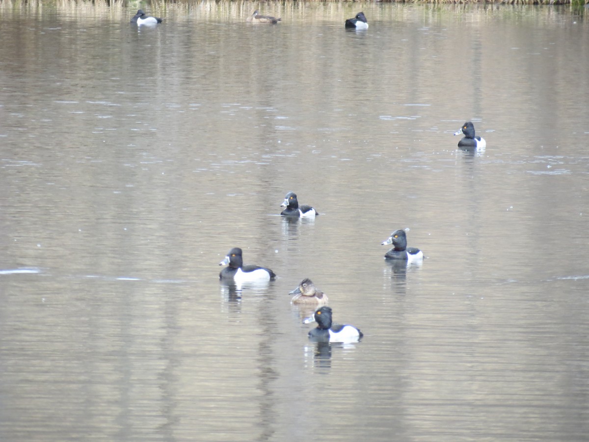 Ring-necked Duck - ML544764611