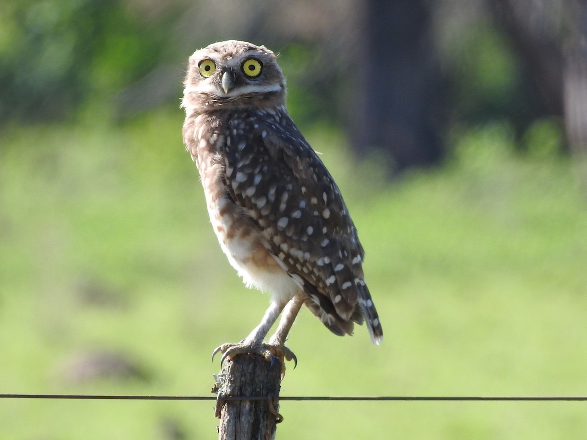Burrowing Owl - Andres Alejandro  Caric